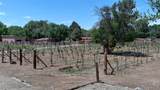 442 Los Pinos Road - Photo 64