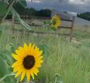 12 Via Optima - Photo 56