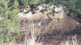 32 Two Horse Trail - Photo 56