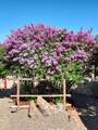 59 Via Plaza Nueva - Photo 43