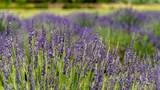 PURPLE ADOBE LAVENDE Farm 25 Private Drive  1622 - Photo 43