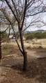 32 Two Horse Trail - Photo 14