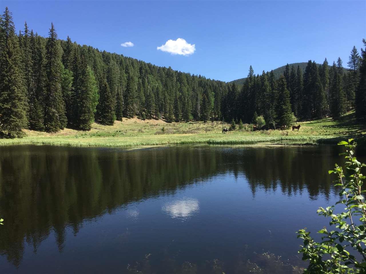 86 Bull Creek Area - Photo 1