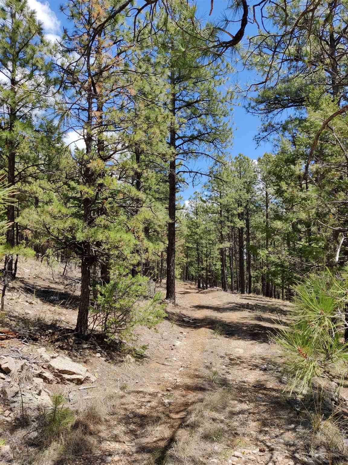 1198 Acres Off Of Goat Hill Road - Photo 1
