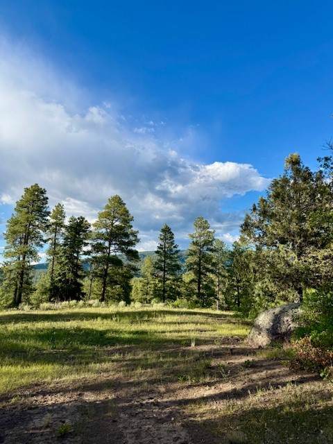 Owls 2A Blue Spruce Trail - Photo 1