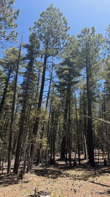 43.9 Acres Sawyer Mesa Road - Photo 1