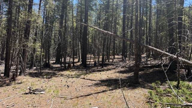 TBD Sawyer Mesa Road - Photo 1