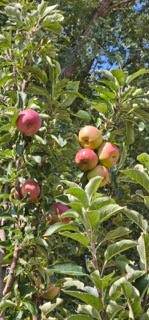 21 Bouquet Lane - Photo 43