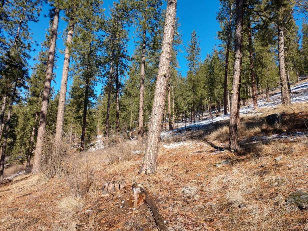 Lot 23 Canyon Springs Way - Photo 1