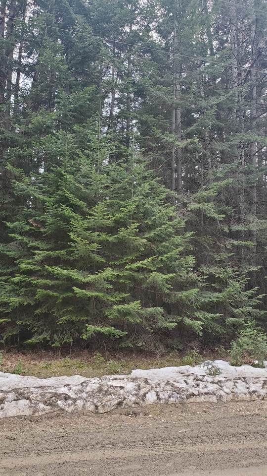 L3 Rustic Rd - Photo 1