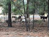 Lot 1 Aspen s/p Blue Grouse Dr - Photo 19