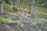 21232 Leclerc Rd - Photo 45
