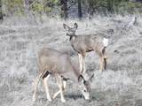 Lot 2 Pine Hen Ln - Photo 3