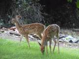 10017 Stevens Creek Rd - Photo 45
