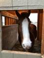 29412 Cornwall Rd - Photo 38