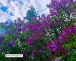 36019 Milan-Elk Rd - Photo 38