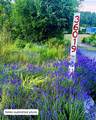 36019 Milan-Elk Rd - Photo 43