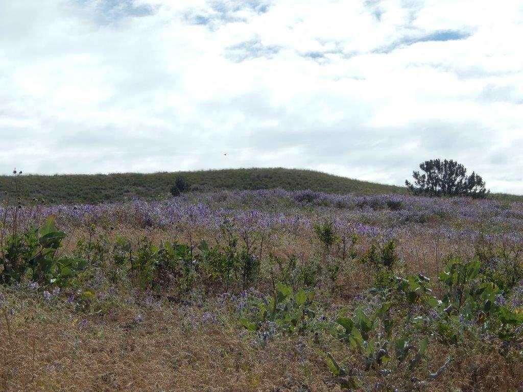 TBD Charlie Russell Rd - Photo 1