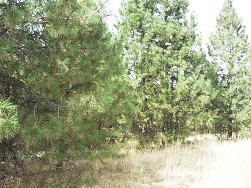TBD Peachcrest Rd - Photo 1