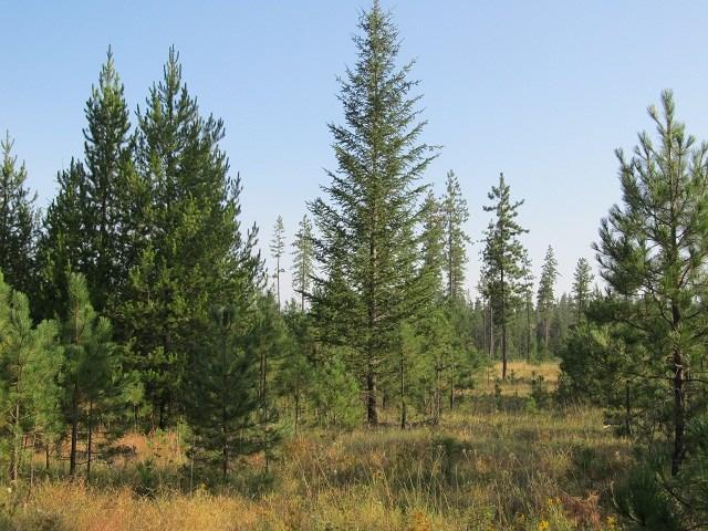 Woods Way Lot 5 Ave - Photo 1