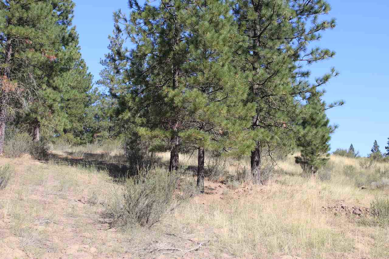 25755 Pine Cone Ct - Photo 1