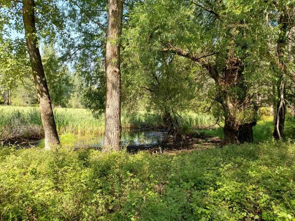 143XX Nelson Rd - Photo 1