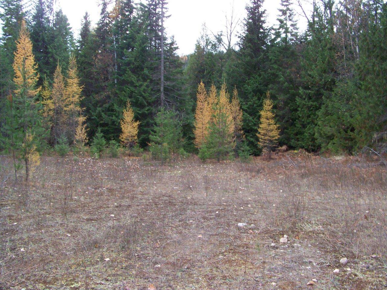 Lot 1 Greenhouse Rd - Photo 1