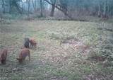 1042 Arbuckle Branch Road - Photo 43