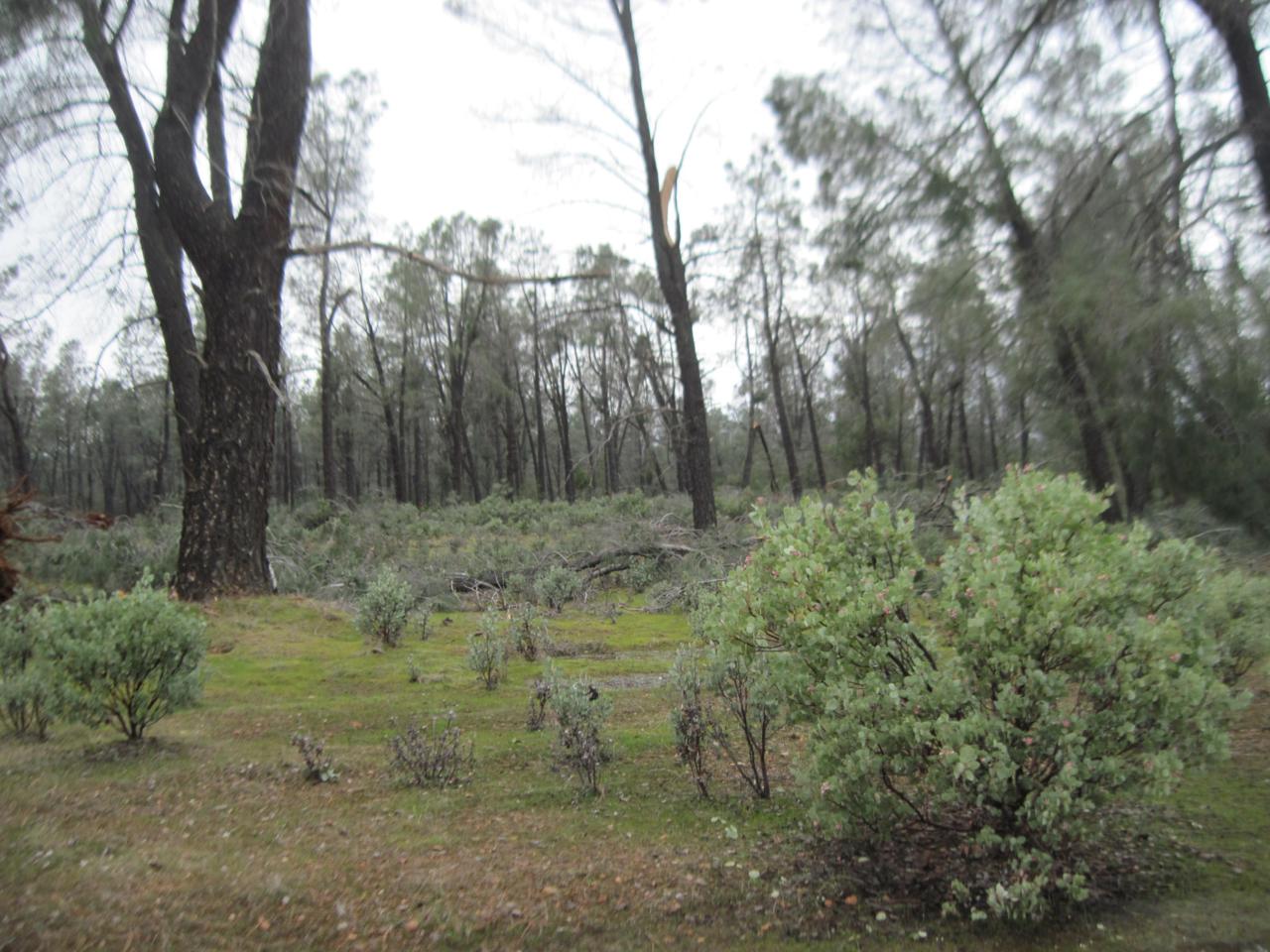 Heavenly Valley Ln - Photo 1