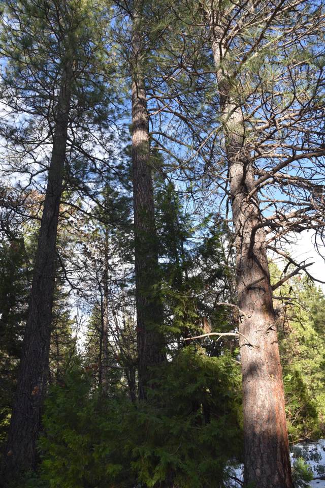 139.66 Acres Whitmore Rd - Photo 1