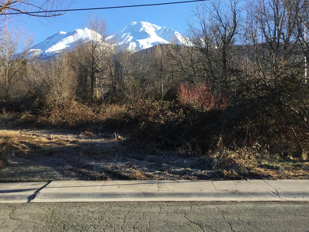 Spruce - Photo 1 Spruce - Photo 1