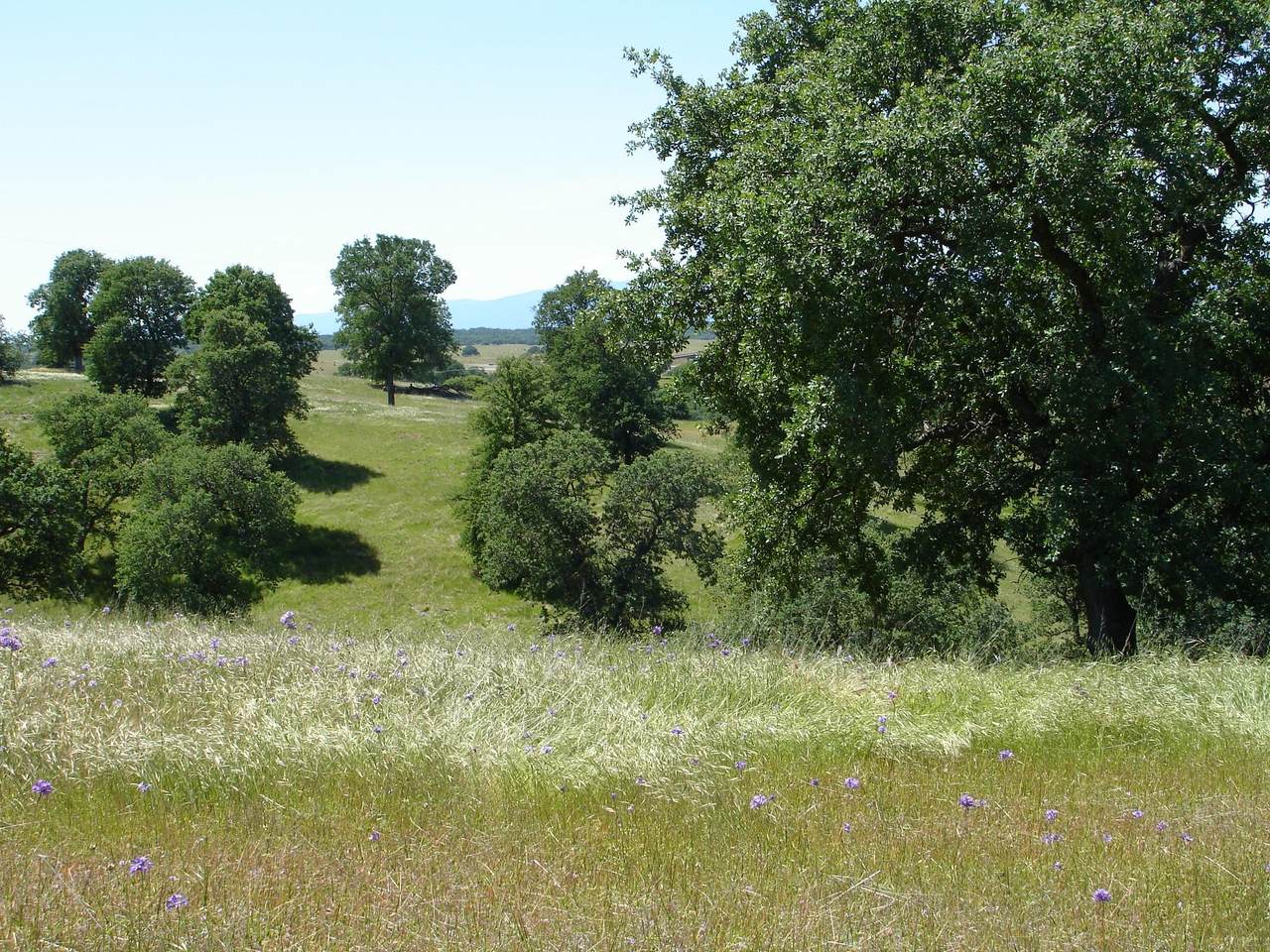 Lot 58 Pimlico Court - Photo 1