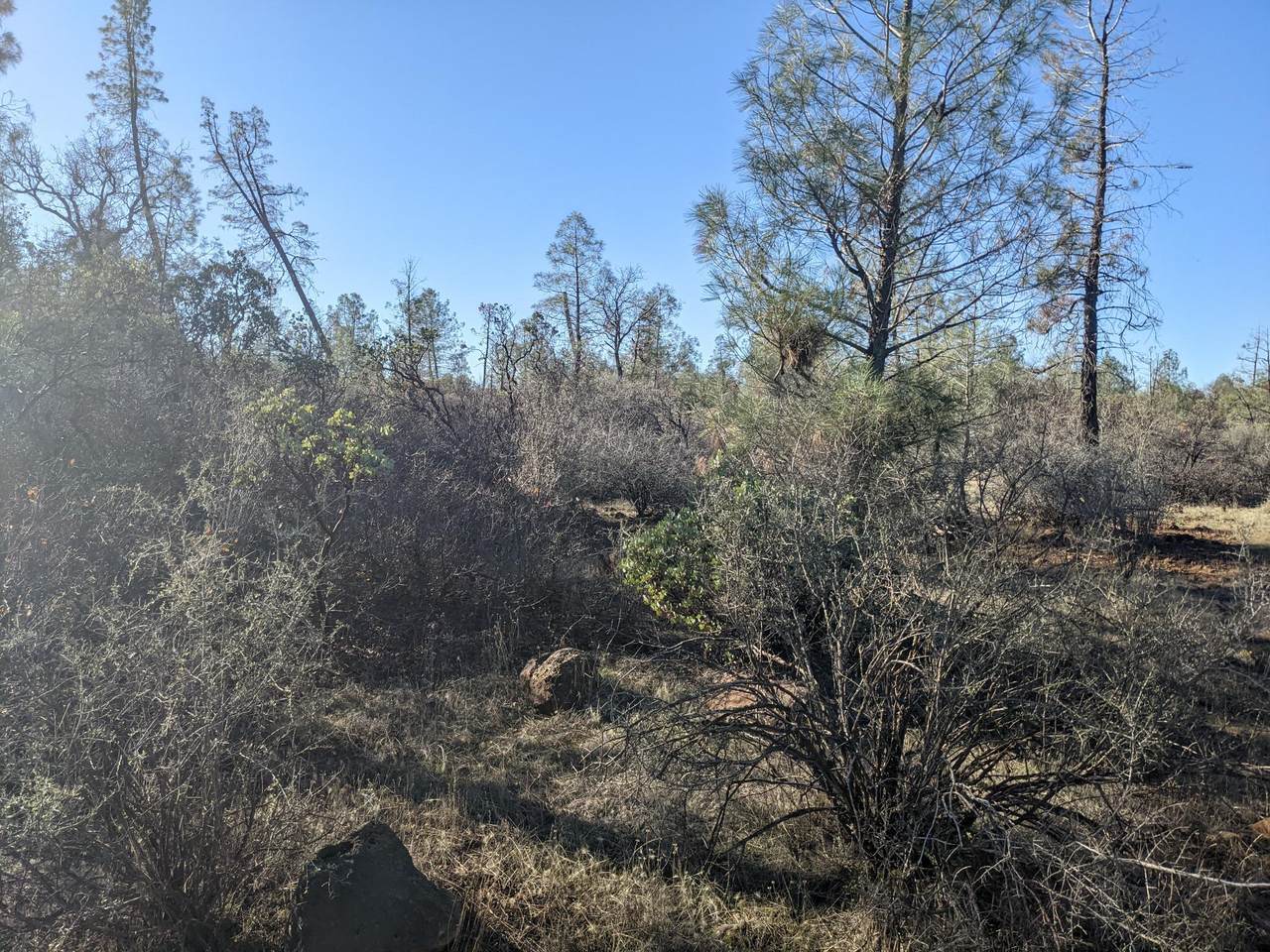 Pine Hollow Dr. - Photo 1