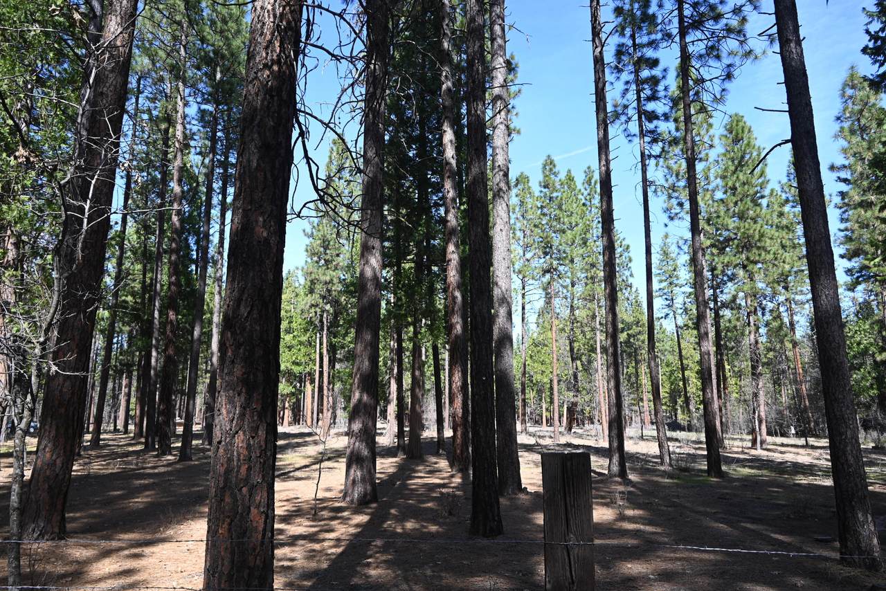 00000 Pine Shadows Road - Photo 1