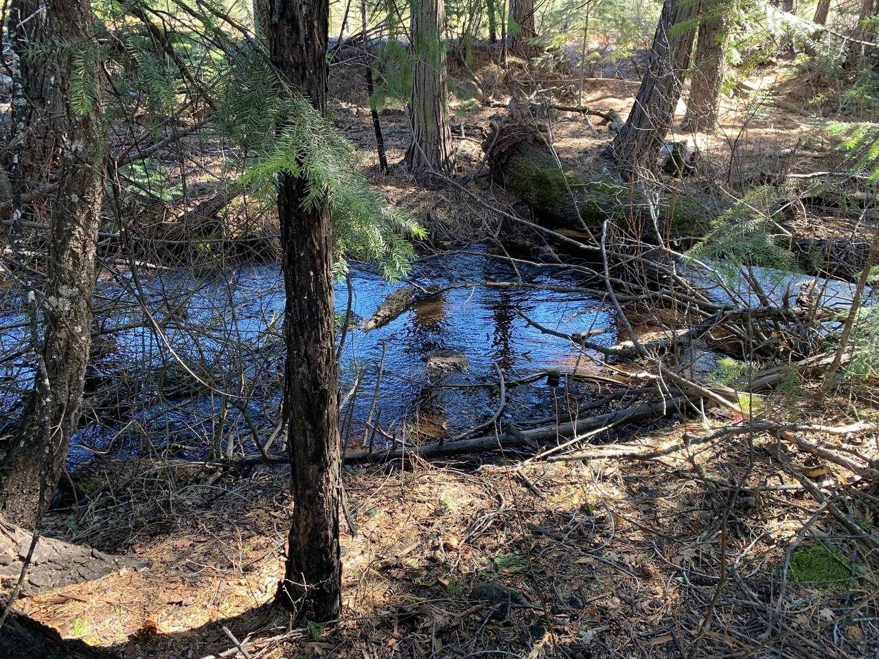 Lot 34 Princess Pine Place - Photo 1