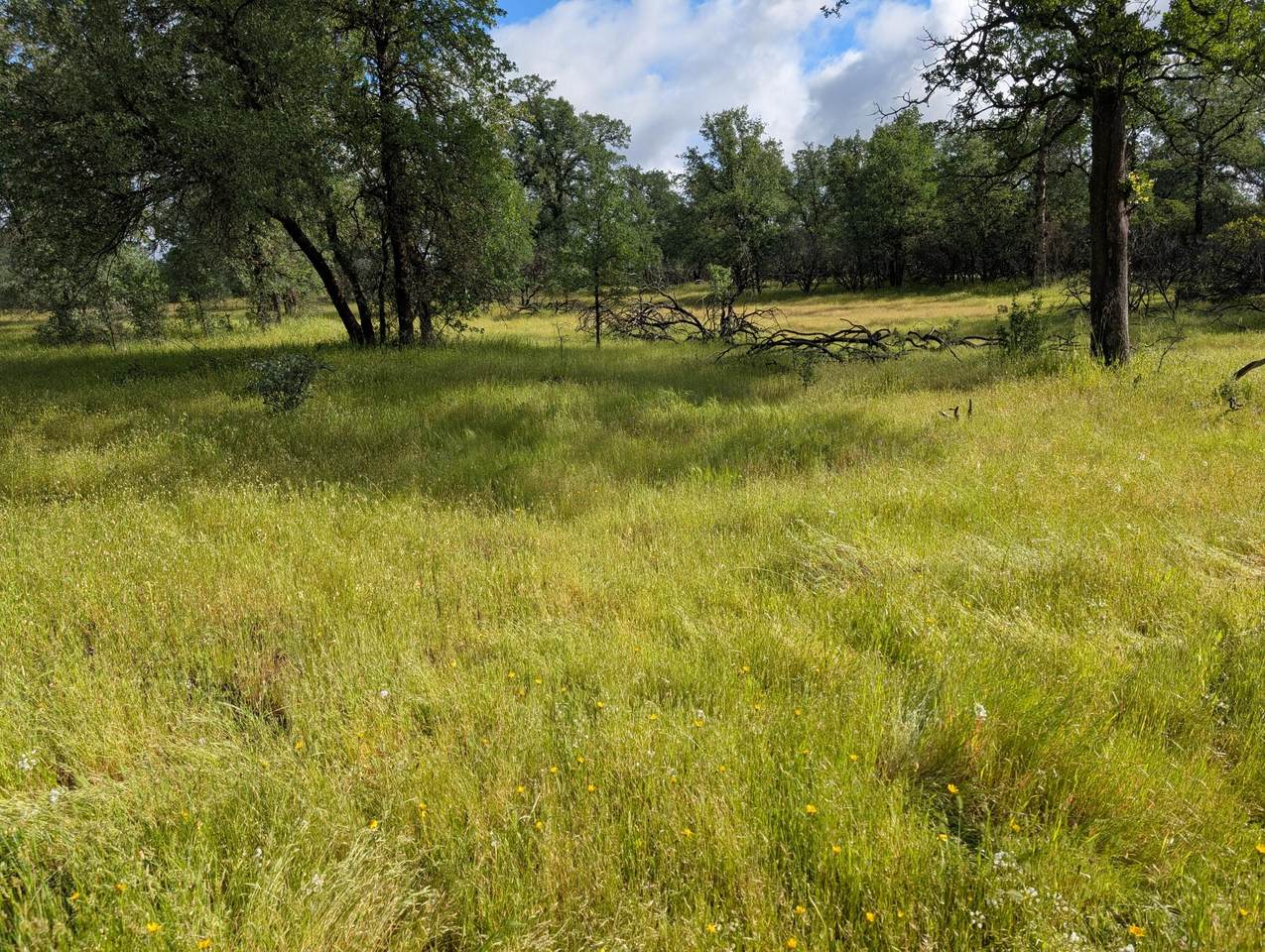  Manzanoaks Drive - Photo 1