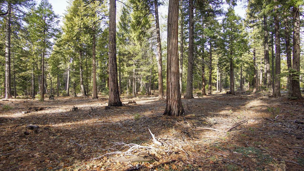 Lot 3 Ritts Mill Road - Photo 1