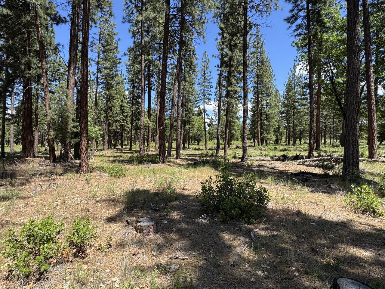 https://bt-photos.global.ssl.fastly.net/shasta/1280_boomver_1_26-2636-2.jpg