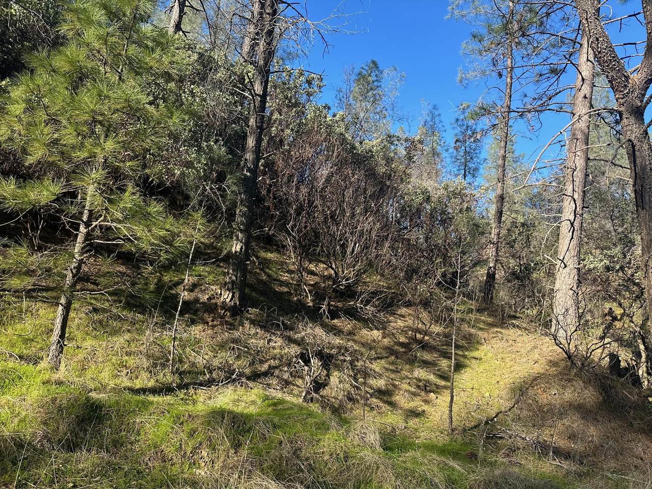 Seaman Gulch Road - Photo 1