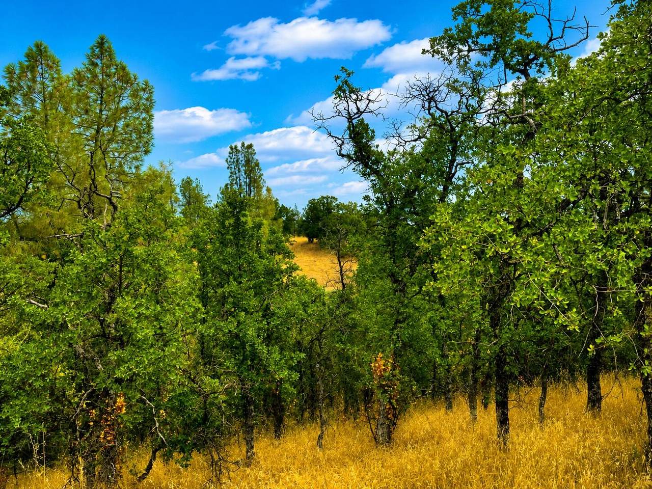 https://bt-photos.global.ssl.fastly.net/shasta/1280_boomver_2_26-3068-2.jpg