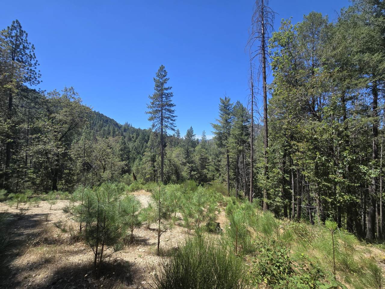  Roaring Brook Way - Photo 1