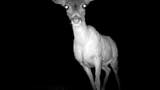 635 Acres French Gulch Road - Photo 31