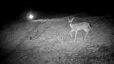 635 Acres French Gulch Road - Photo 33