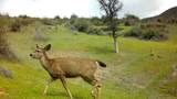 635 Acres French Gulch Road - Photo 34