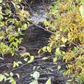 4.75 acres Frisby Rd Road - Photo 16