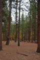 175 Red Rock Road - Photo 22