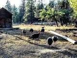 3720 Co Rd 118 - Photo 33