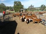 9568 Blue Mountain Ranch Road - Photo 30