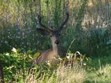 9568 Blue Mountain Ranch Road - Photo 40