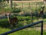 9568 Blue Mountain Ranch Road - Photo 44